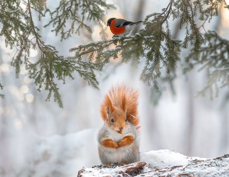 фото превью