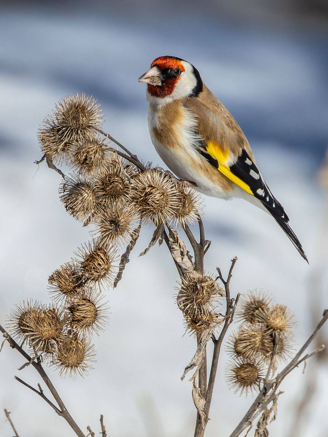 щегол, птицы, пернатые, Глебов Сергей