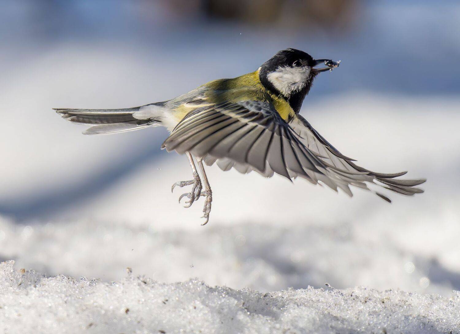 , Дэм Константин