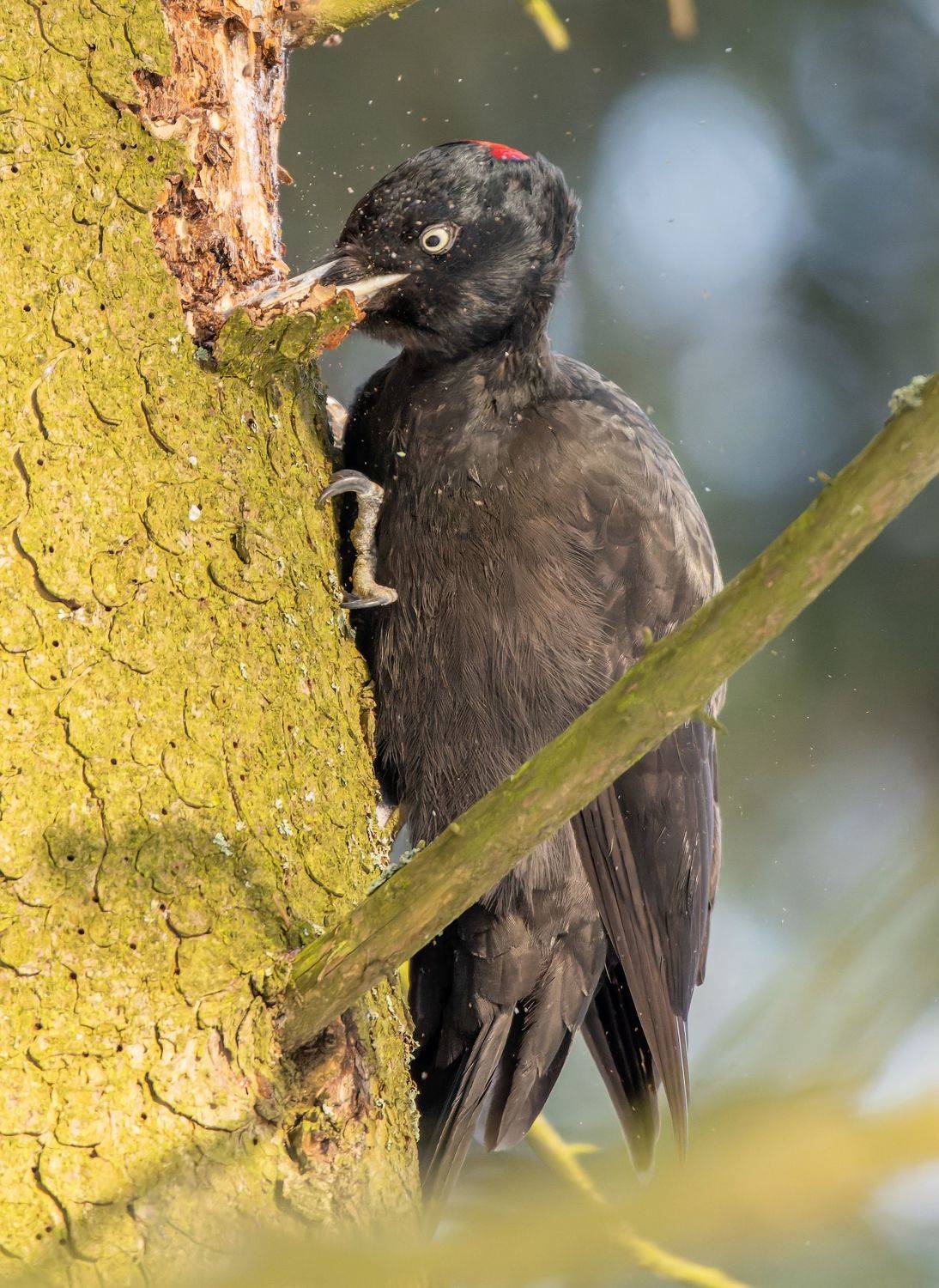 , Дэм Константин