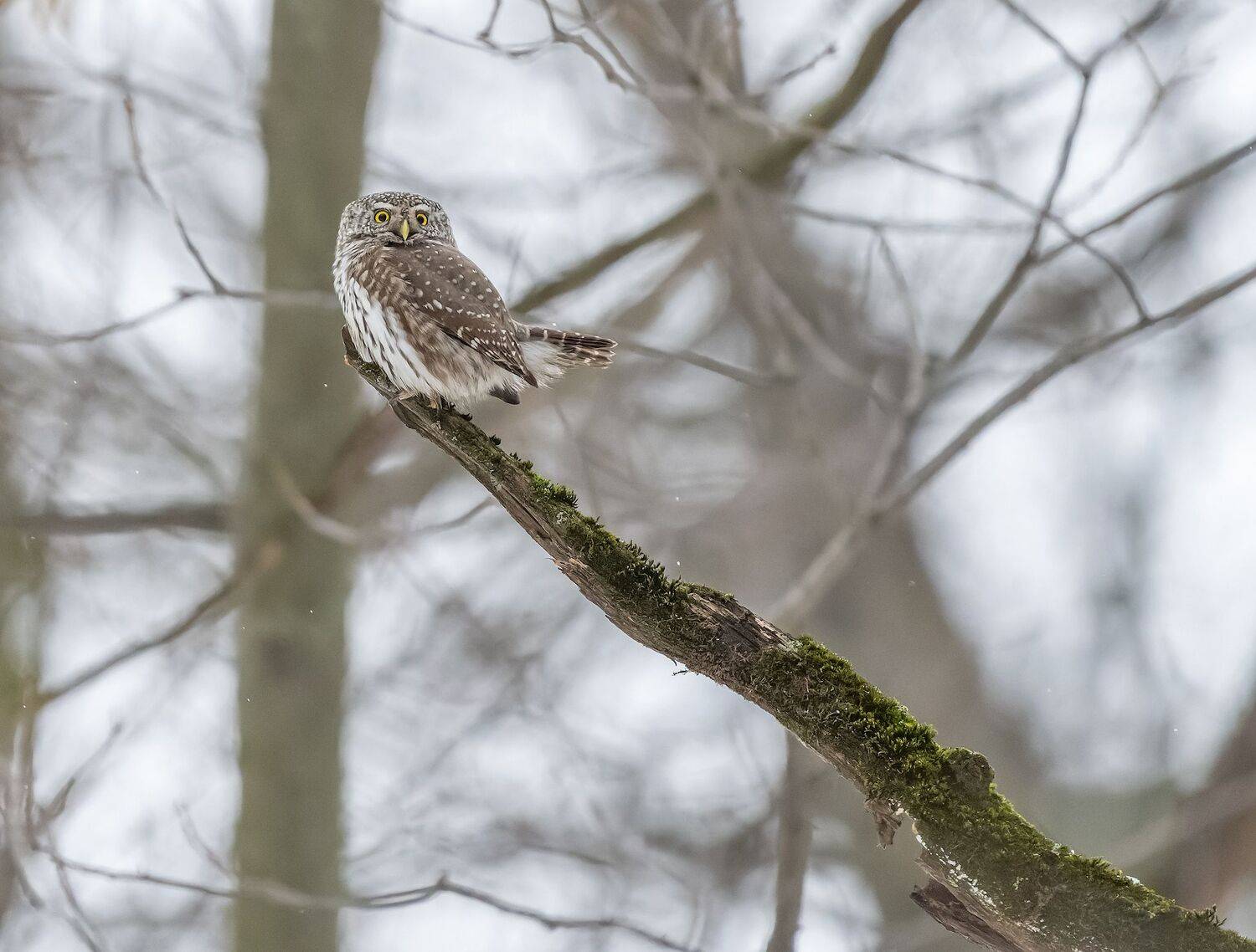 , Дэм Константин