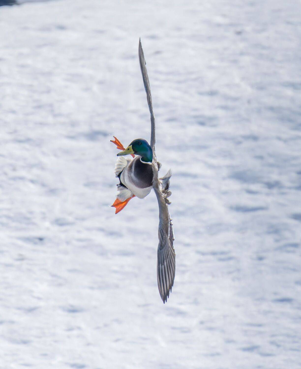 , Дэм Константин