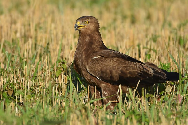 Подорлик малый фото превью