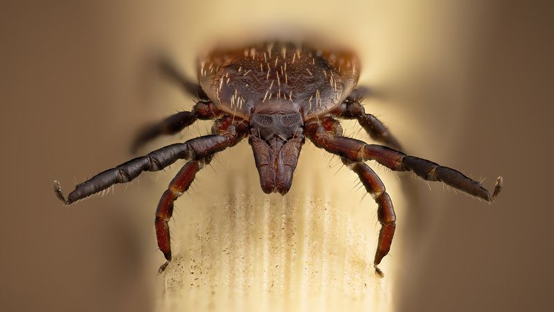 лесной, клещь Ixodes ricinus фото превью
