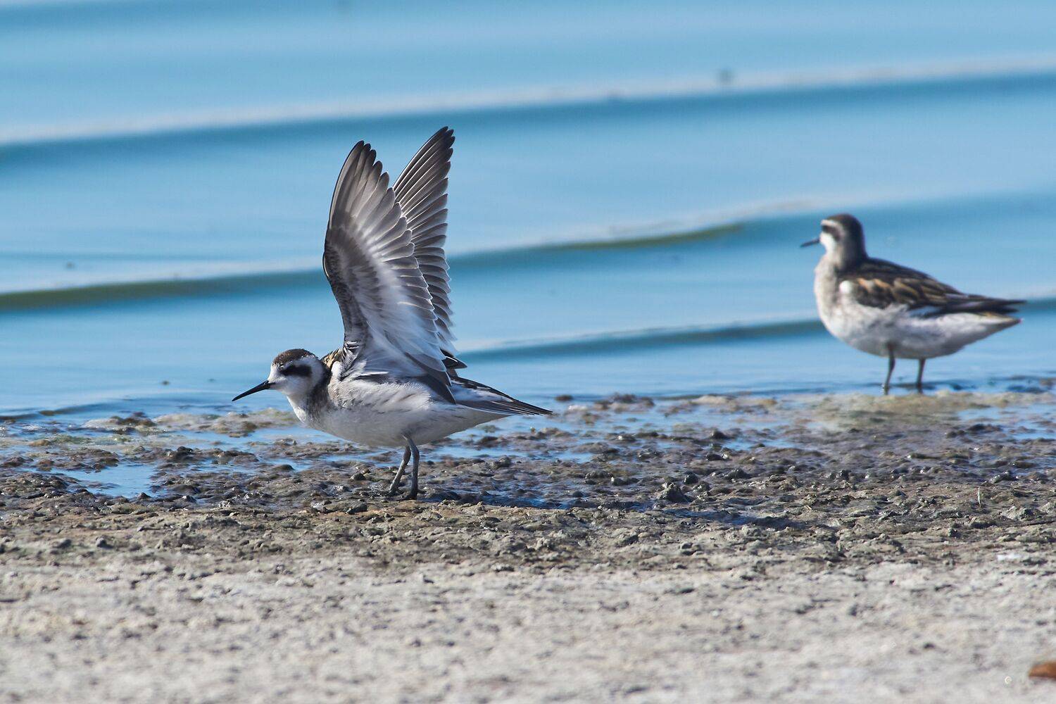 volgograd, russia, wildlife, Phalaropus lobatus, , Сторчилов Павел