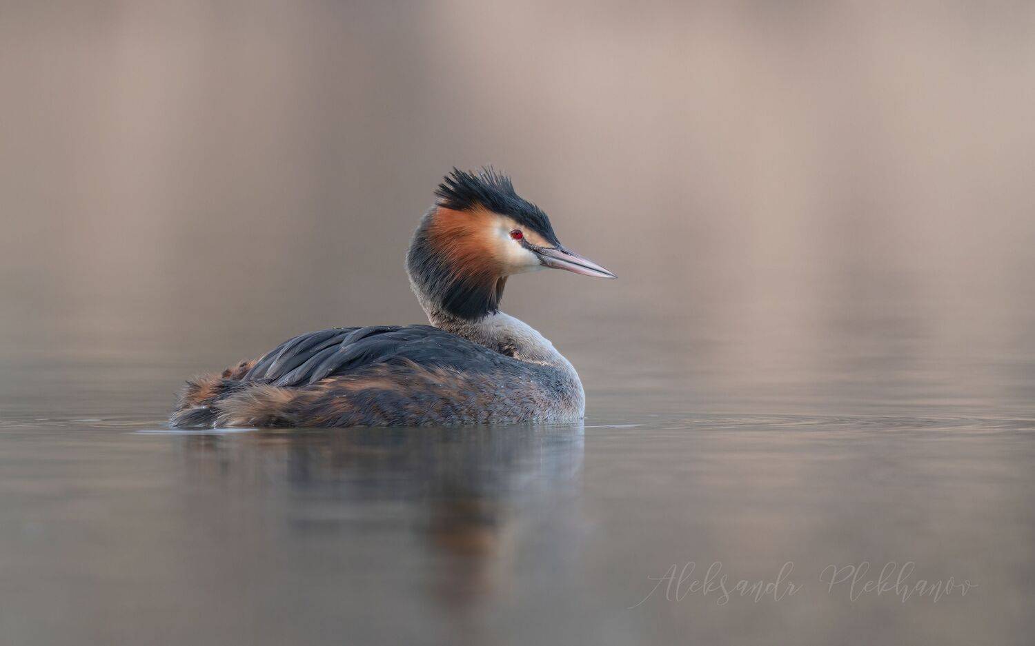 , Плеханов Александр