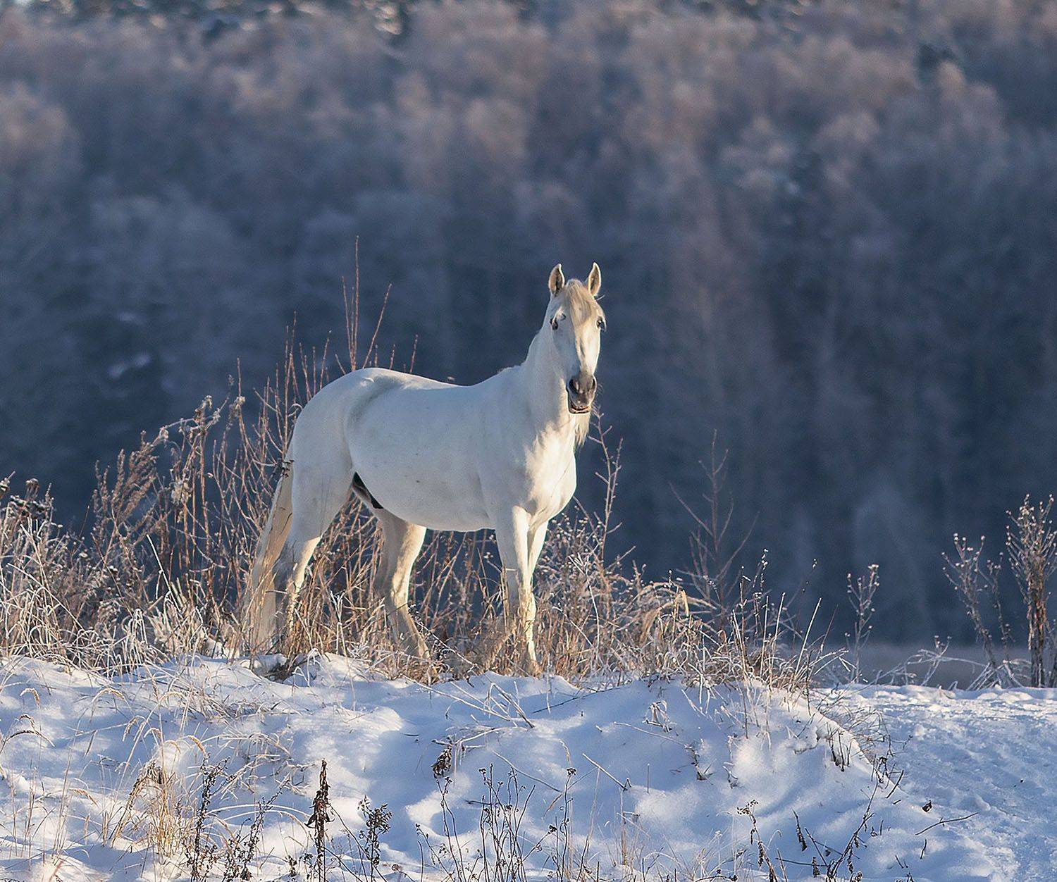 рысак, белогривый,зима, лес, природа, horse, beautiful, forest, winter, nature, Стукалова Юлия