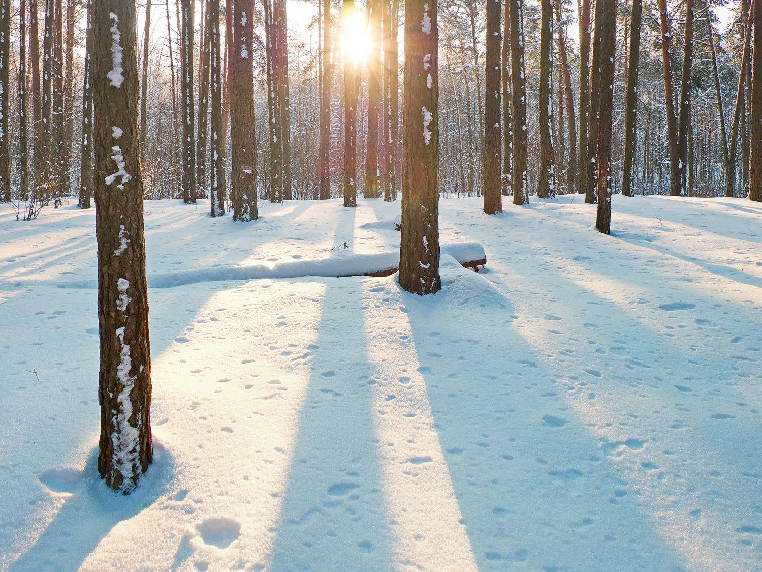 лучёса зима рассвет сосновый бор, Виктор Гурков