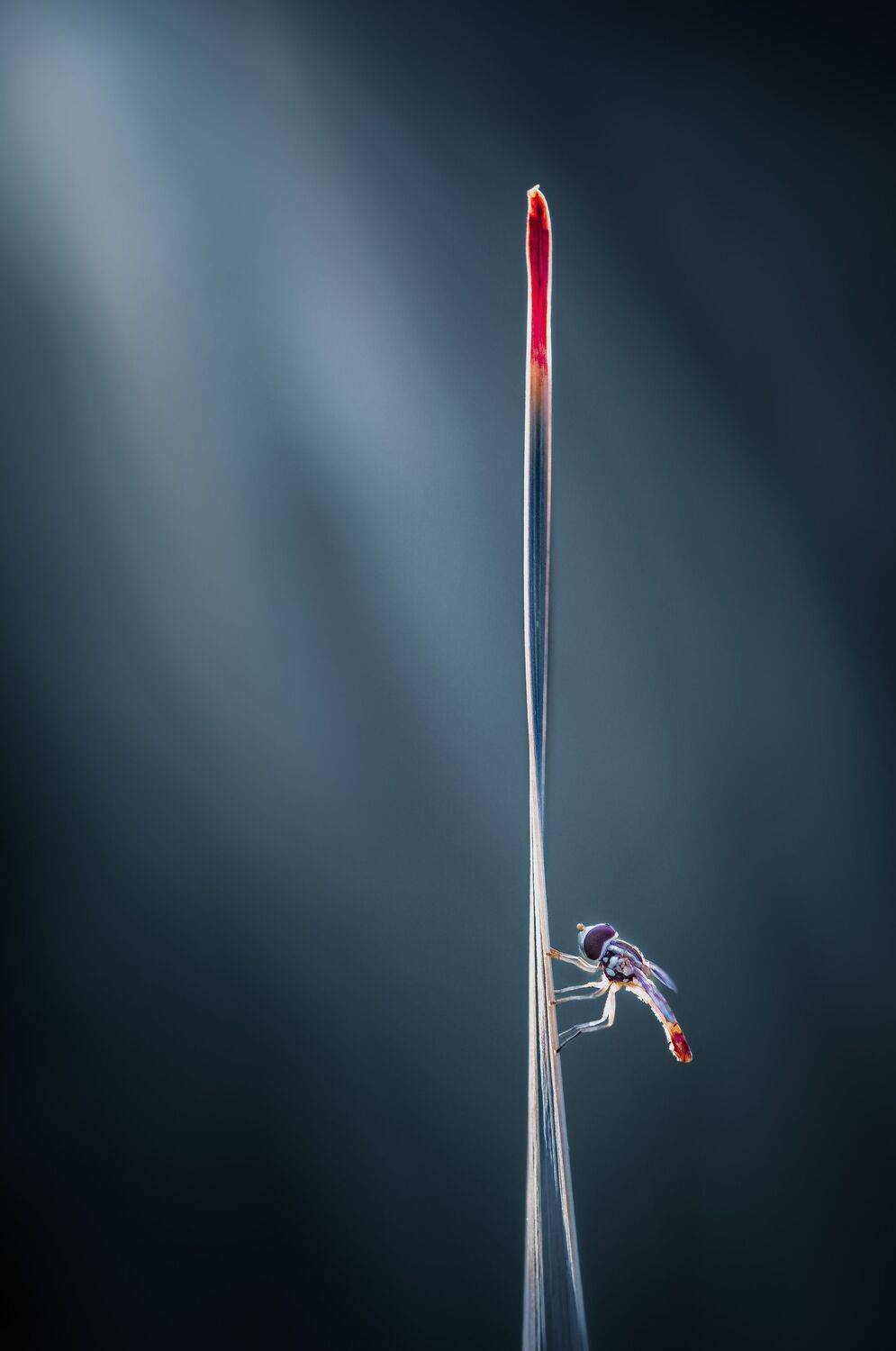 insect, beetle, bug, bugs, leaf, grass, macro, spring, love,, Atul Saluja