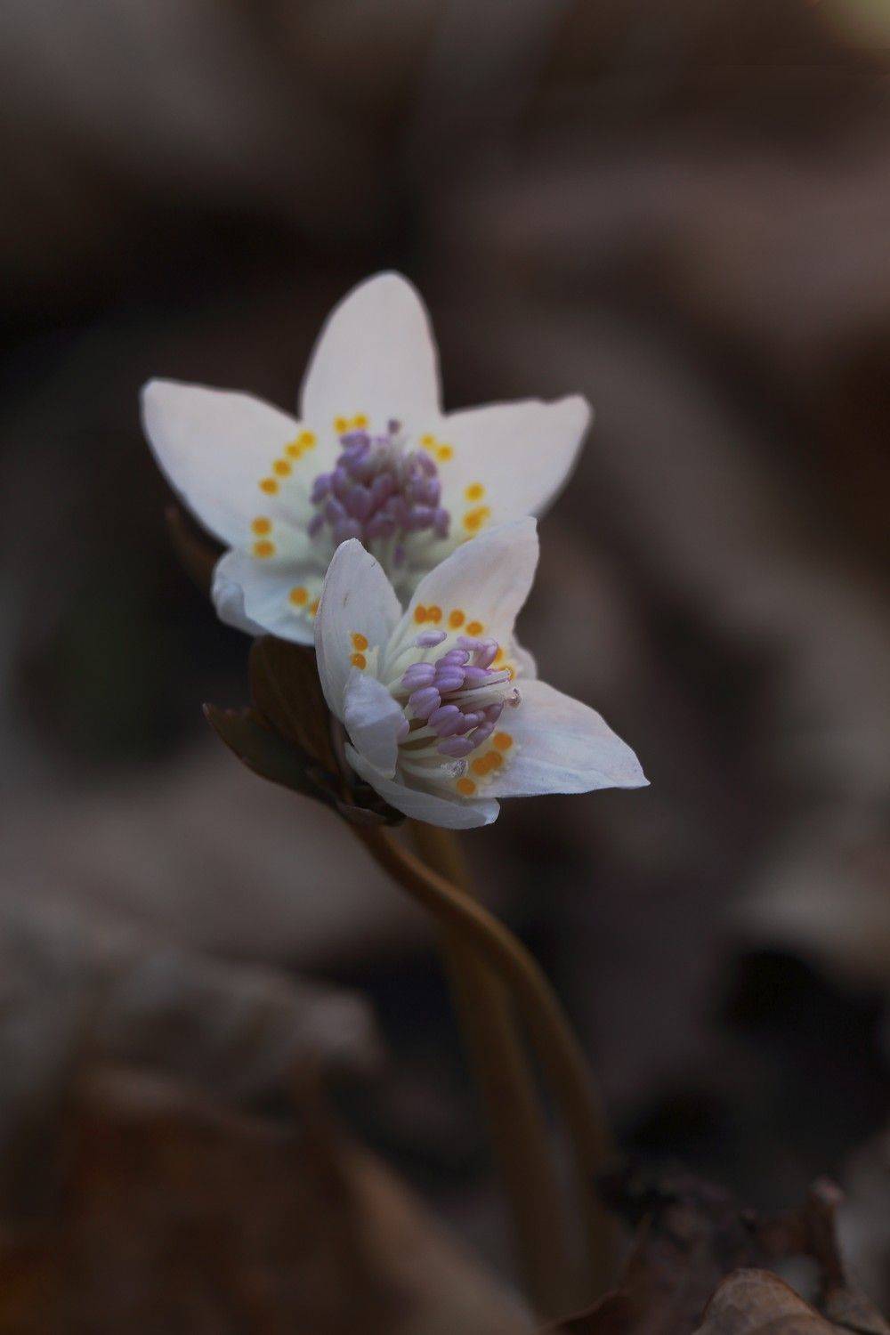 весенник звезчатый  eranthis stellata пригород владивосток остров русский март, Евгений Слободской