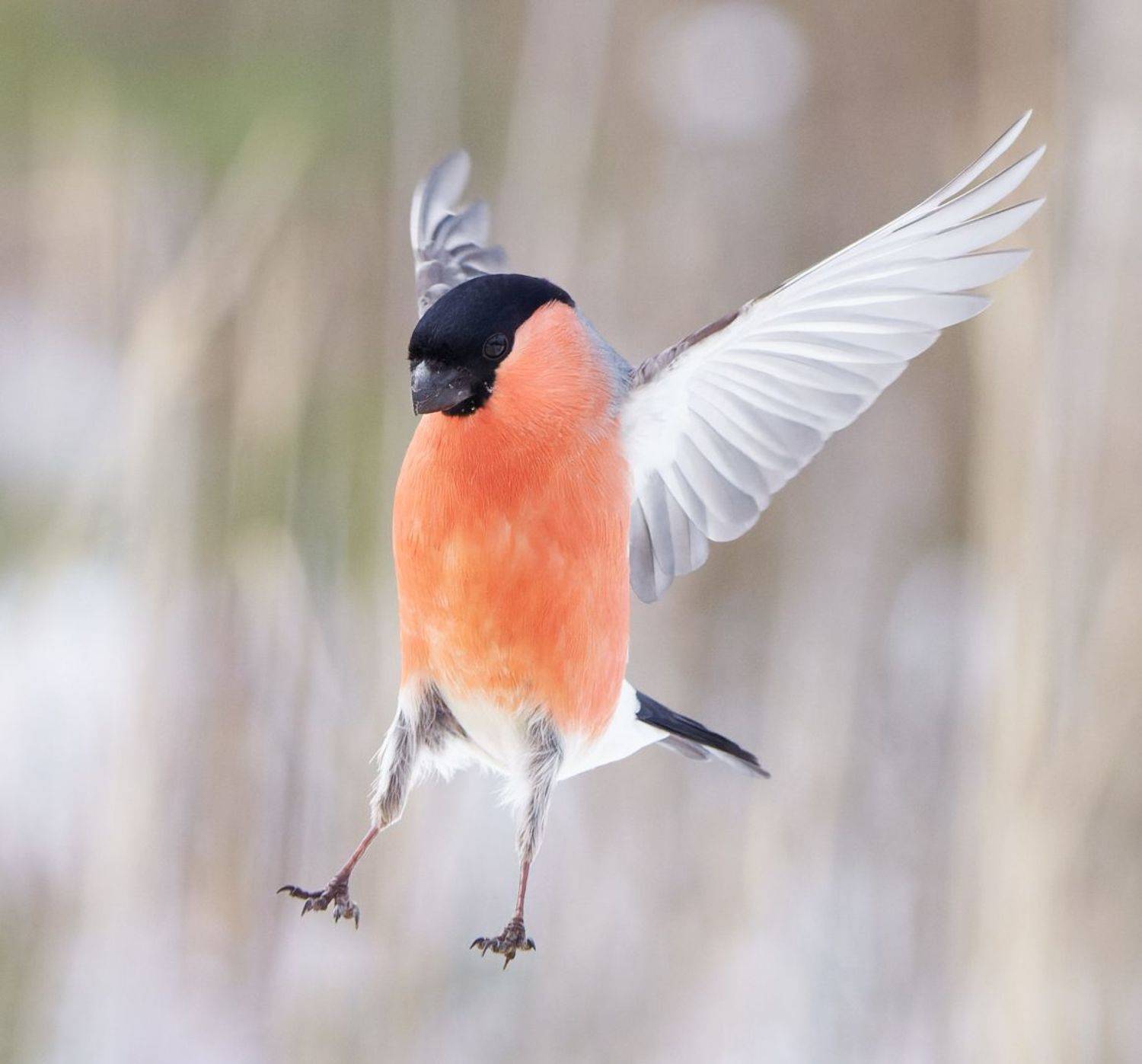 птицы, снегирь, Стас