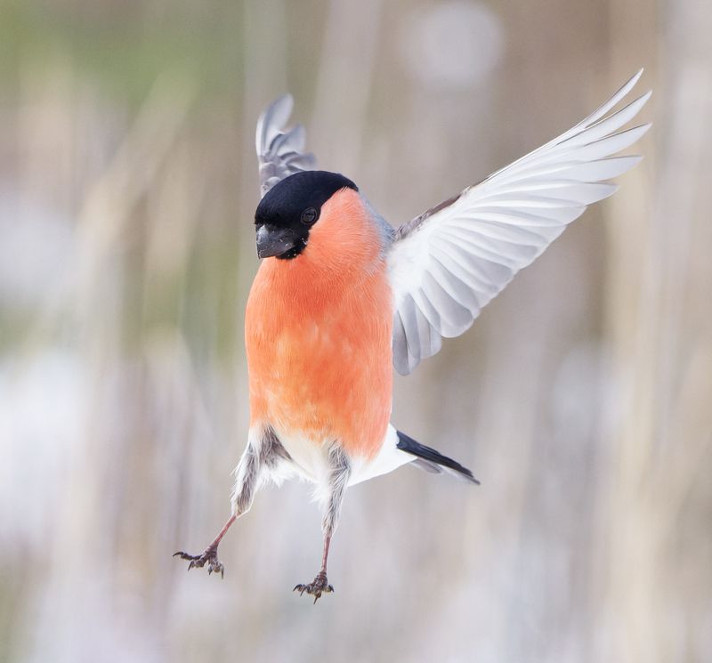 птицы, снегирь  фото превью