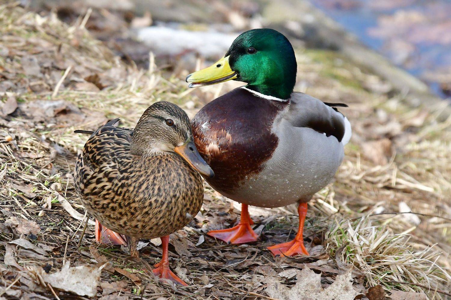 , Корнейчук Игорь