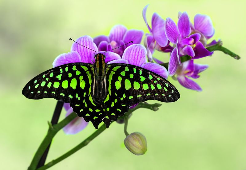 насекомые, бабочка, парусник, графиум, агамемнон, треугольник зелёный, тропическая Зелёный треугольник фото превью