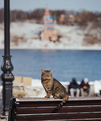 Весна пришла, котов принесла
