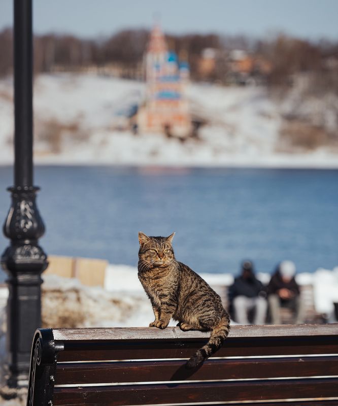 коты, кошки, весенние, коты, весна, улицы, города Весна пришла, котов принесла фото превью