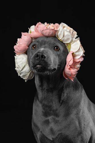 Цветочек, а не собачка