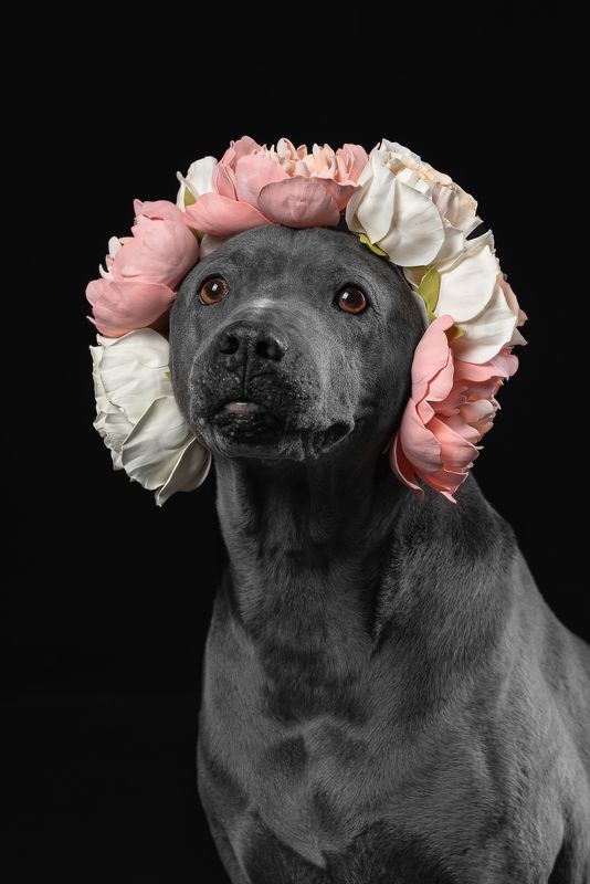 собака, животное, dog, тайский риджбек Цветочек, а не собачка фото превью