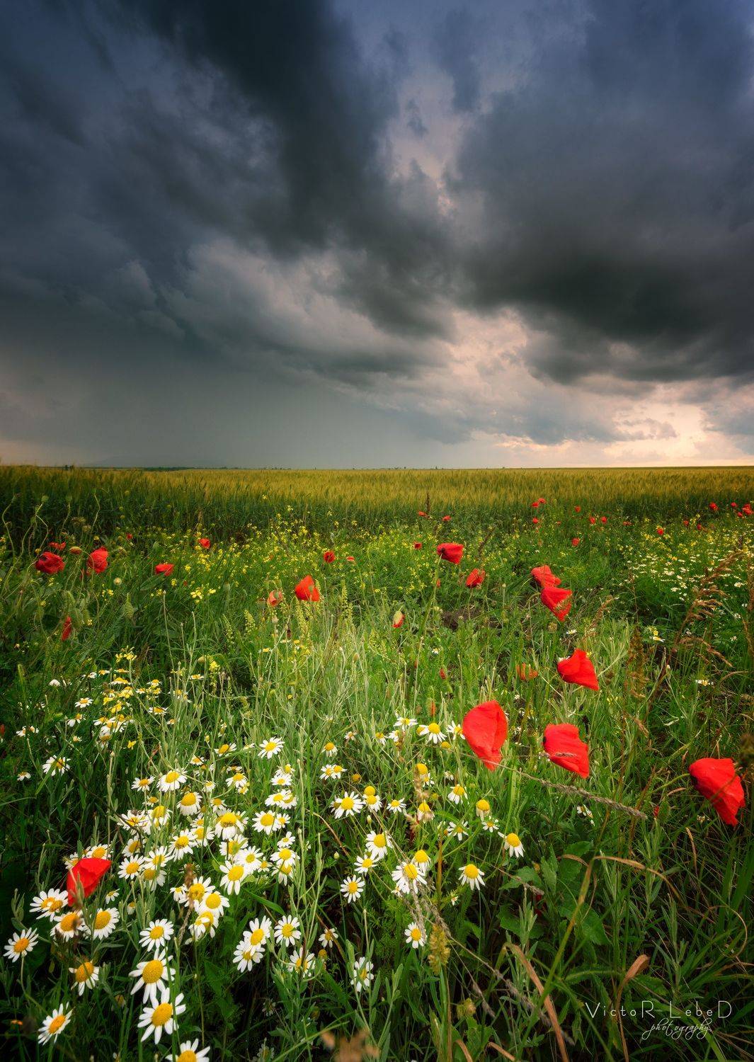 , Виктор Лебедь