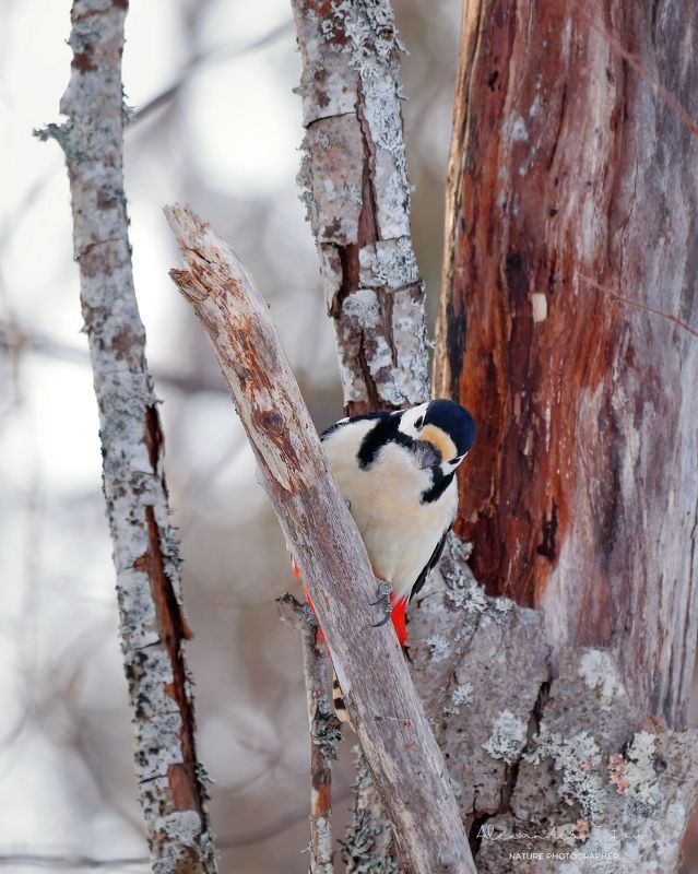 Лесные портреты. Большой пестрый дятел... фото превью