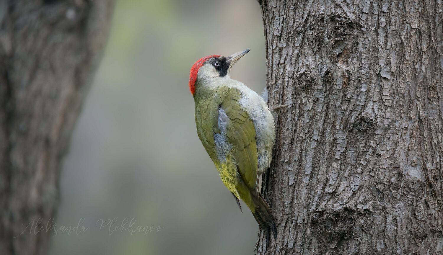 , Плеханов Александр