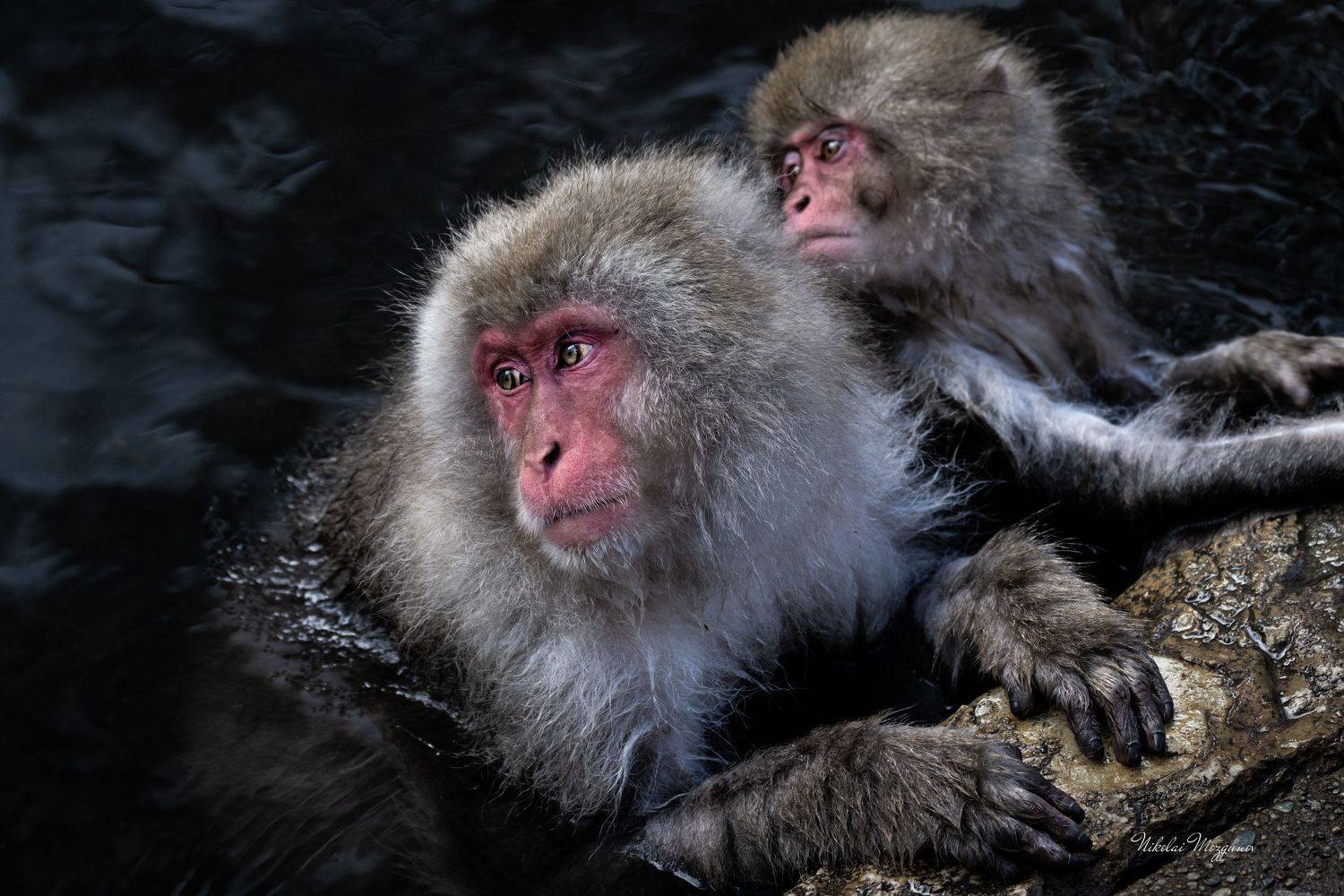 , Николай Мозгунов