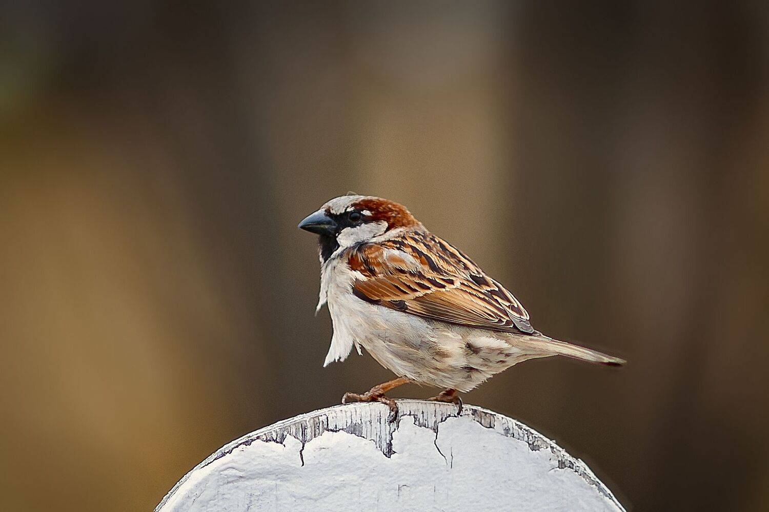, Денисова Аксинья