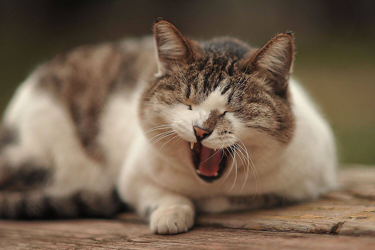 , Денисова Аксинья