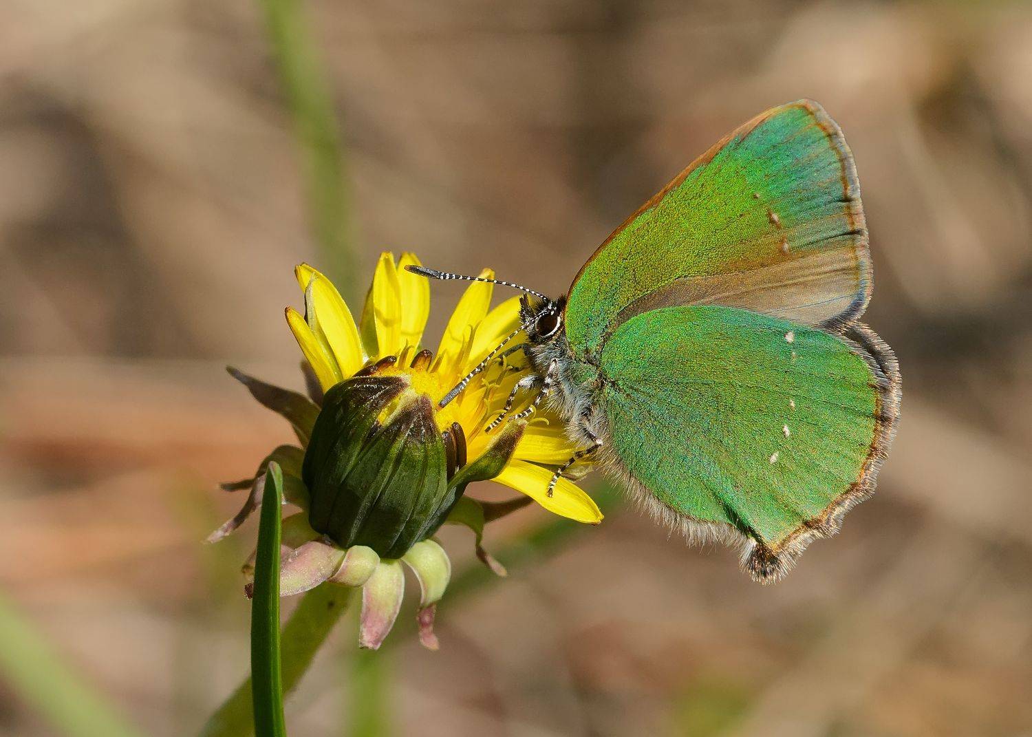 малинница обыкновенная, голубянка малинная, callophrys rubi, голубянки, lycaenidae, бабочка, Павел Черенков