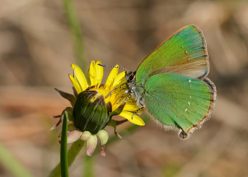 малинница обыкновенная, голубянка малинная, callophrys rubi, голубянки, lycaenidae, бабочка  фото превью