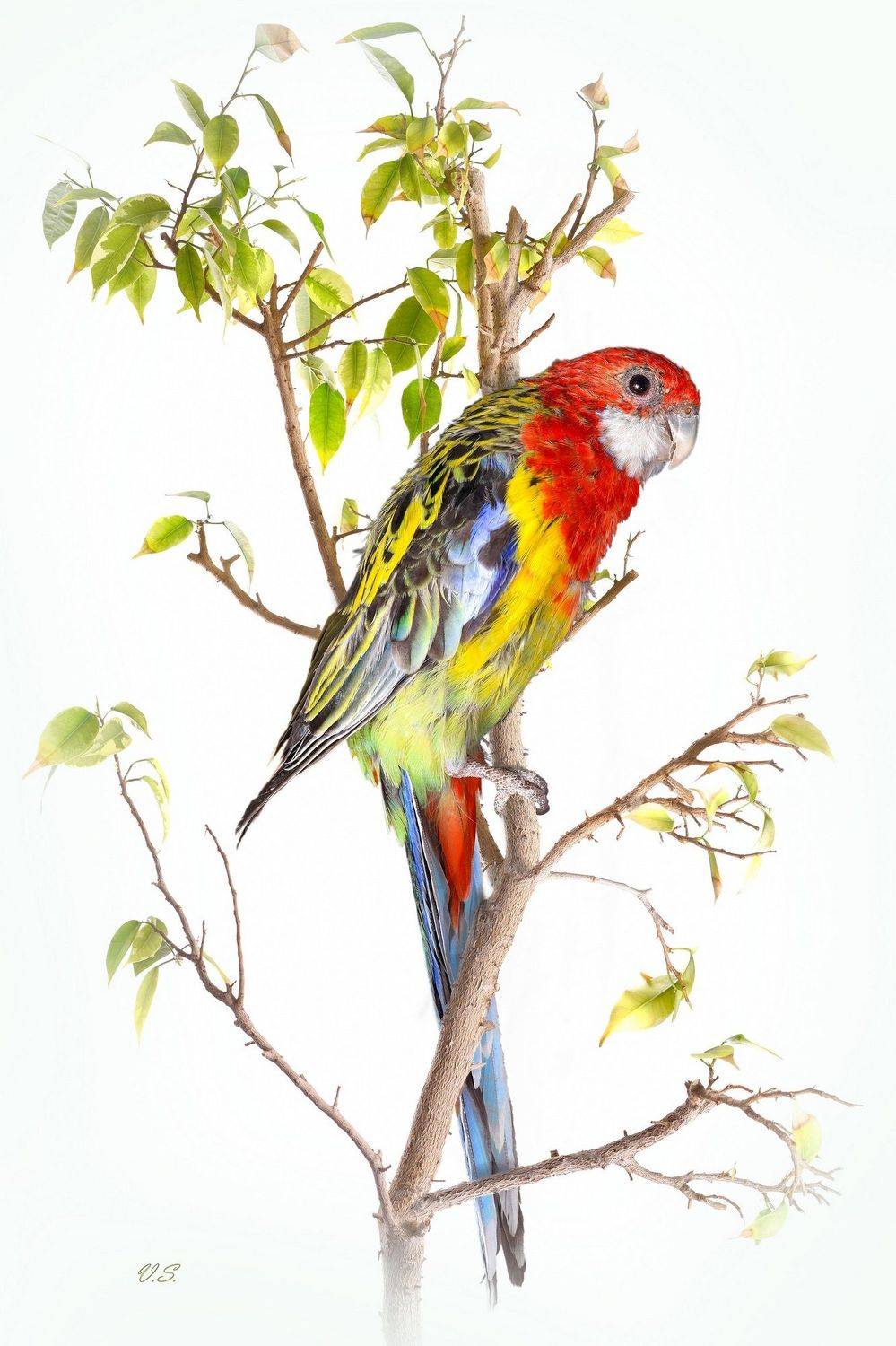 птицы, попугаи, красный, желтый, Владимир Сафонов