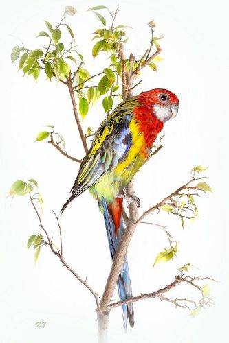 Попугай Розелла обыкновенная