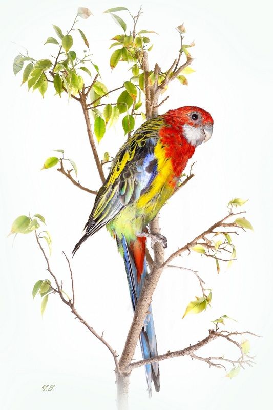 птицы, попугаи, красный, желтый Попугай Розелла обыкновенная фото превью