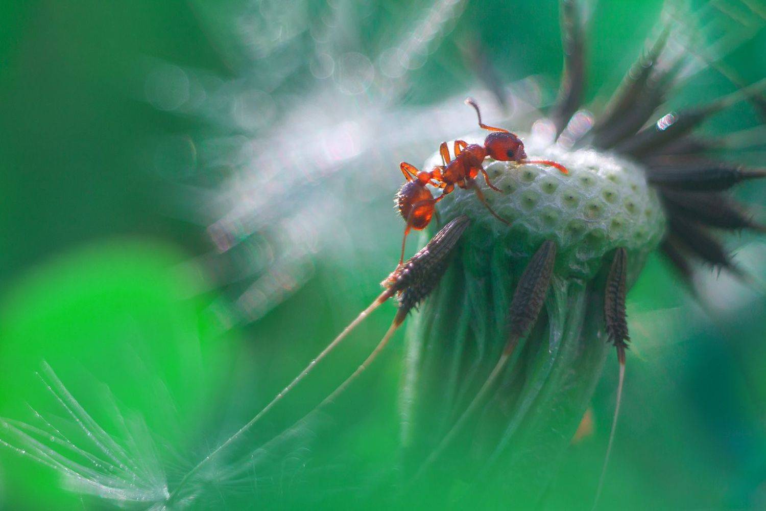 лето, муравей, одуванчик, Алёна Сурнина