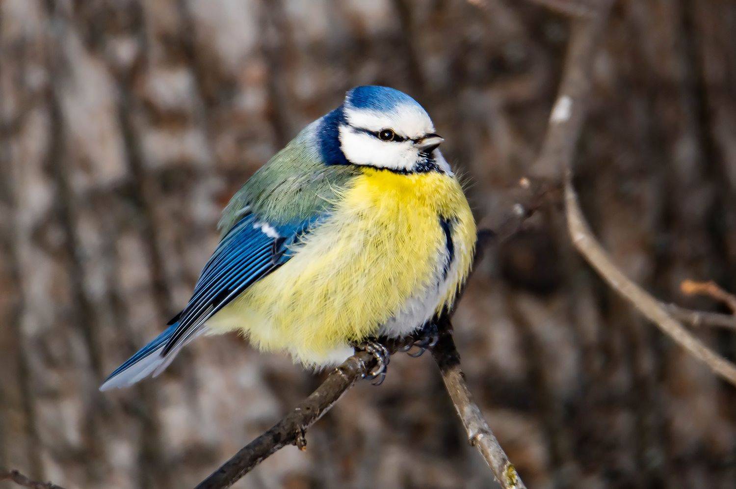 , Виктор Волынский