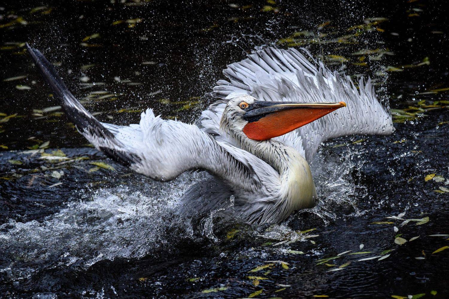 птицы, брызги, крылья, пеликан, Владимир Сафонов