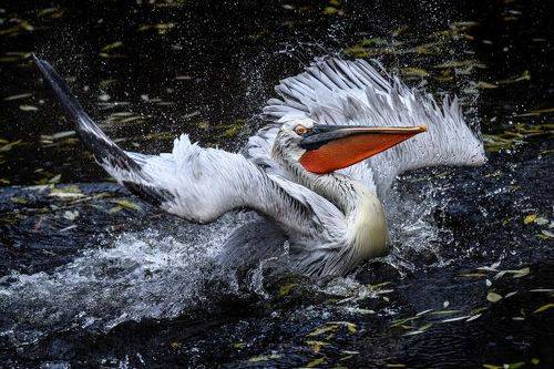 Кудрявый пеликан