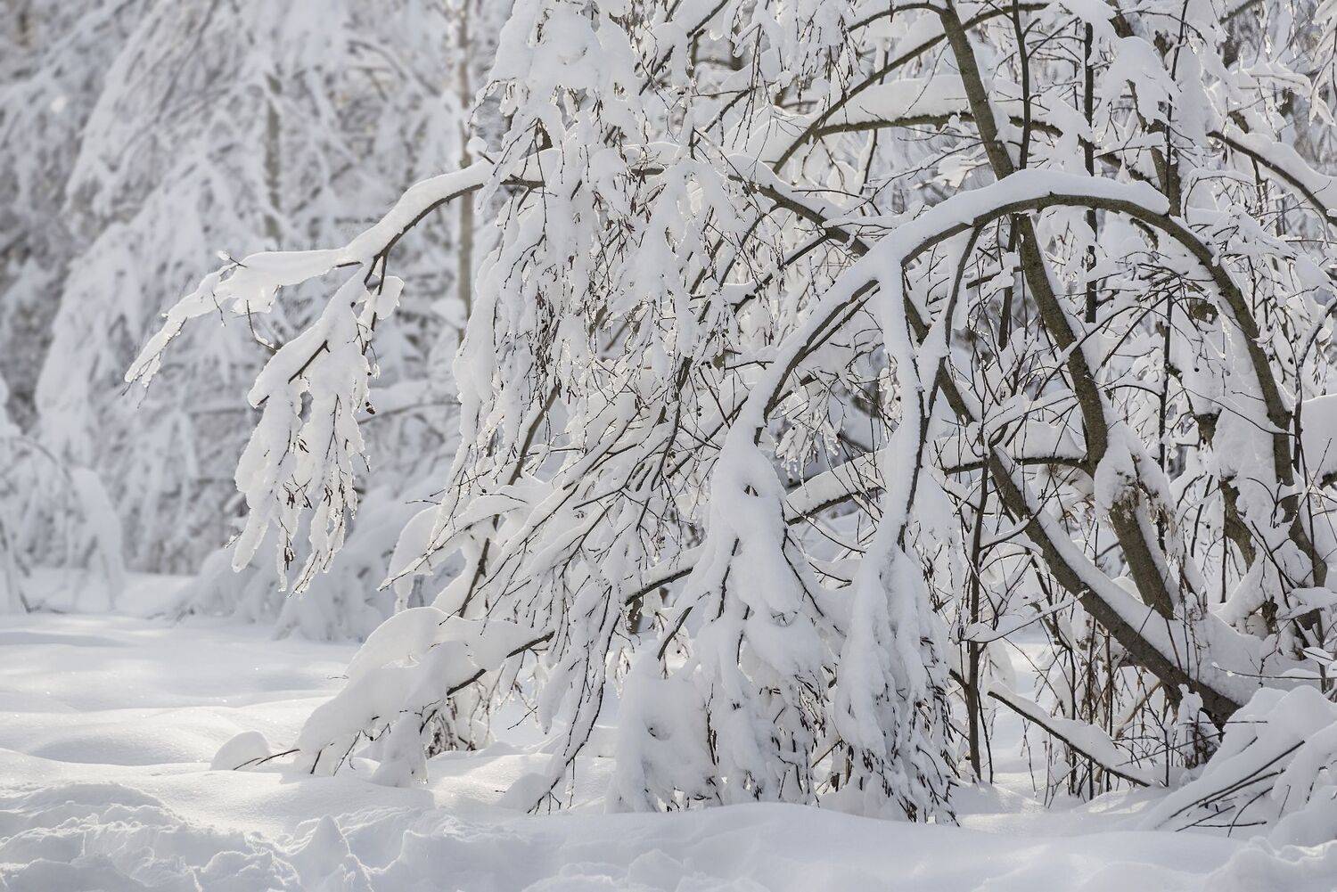 зима, снег, Сергей Аникин