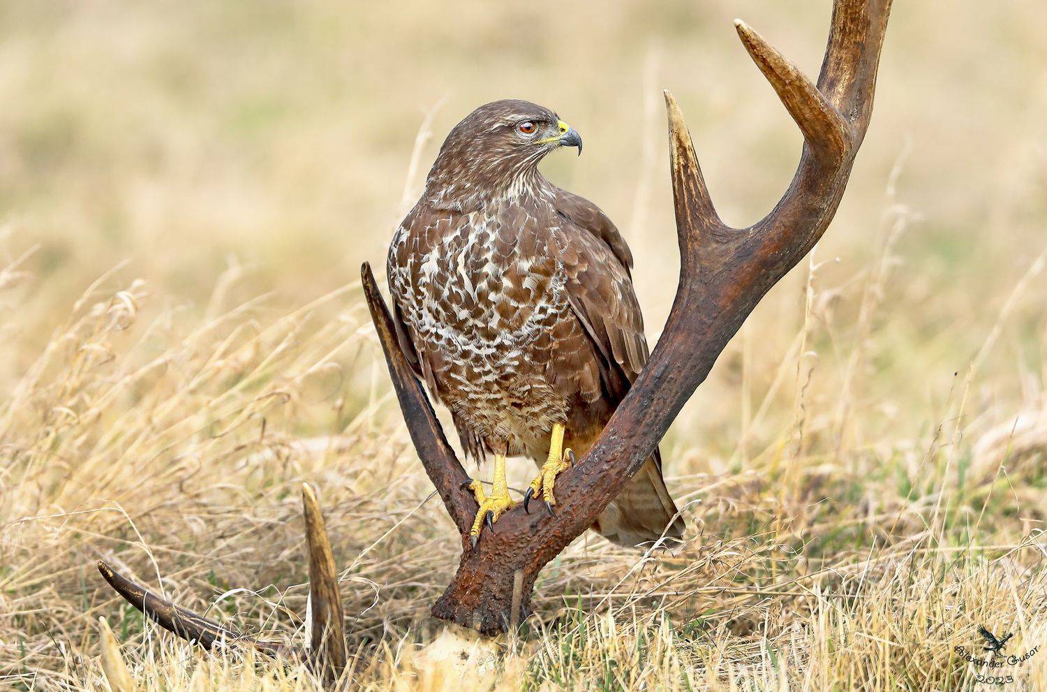 , Гусар Александр