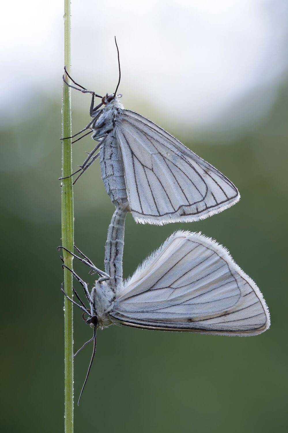 , Кузнецов Дмитрий