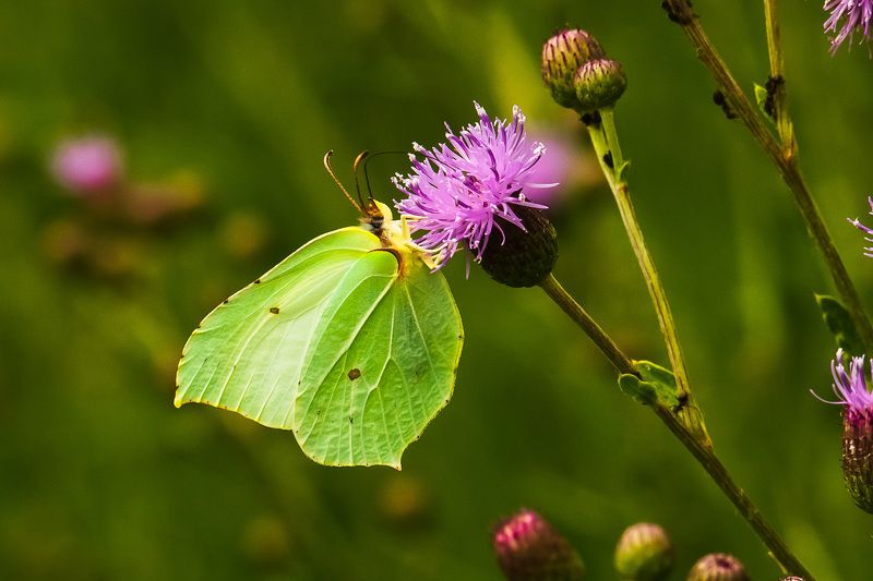 Бабочка Лимонница фото превью
