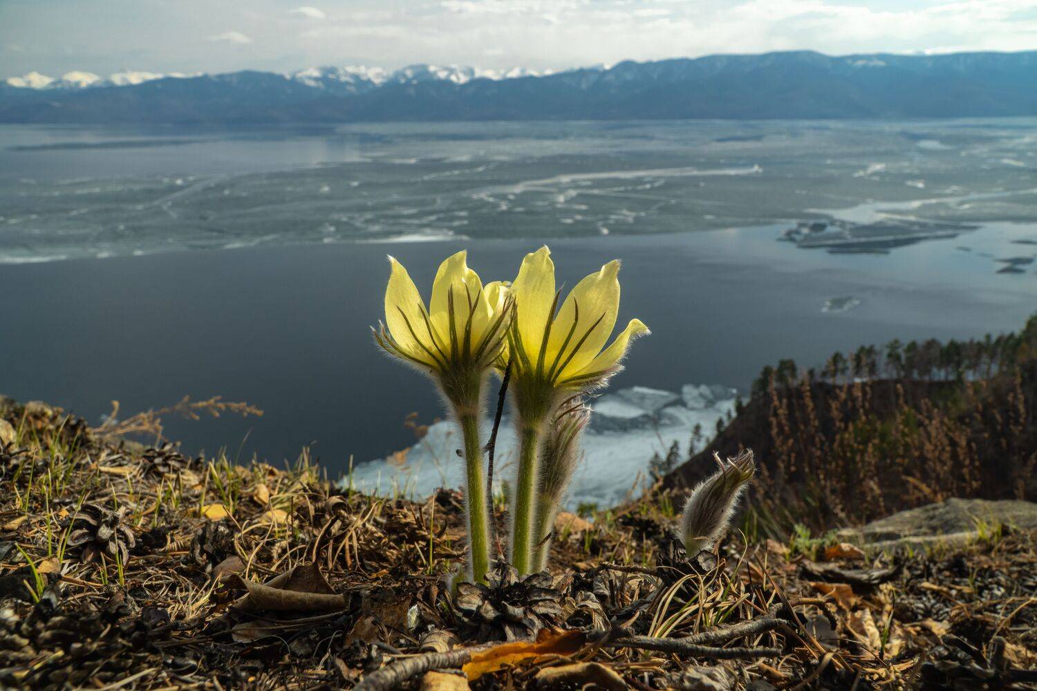 байкал, прострел, подснежник, апрель, Тильпунов Михаил