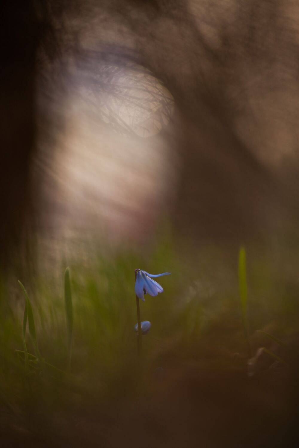 , Викулов Николай