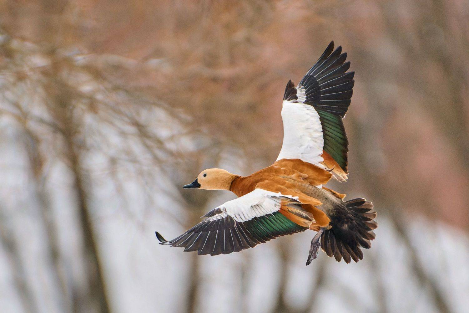 #bird #wildlife #nature #birdphotography, Александр Семенов