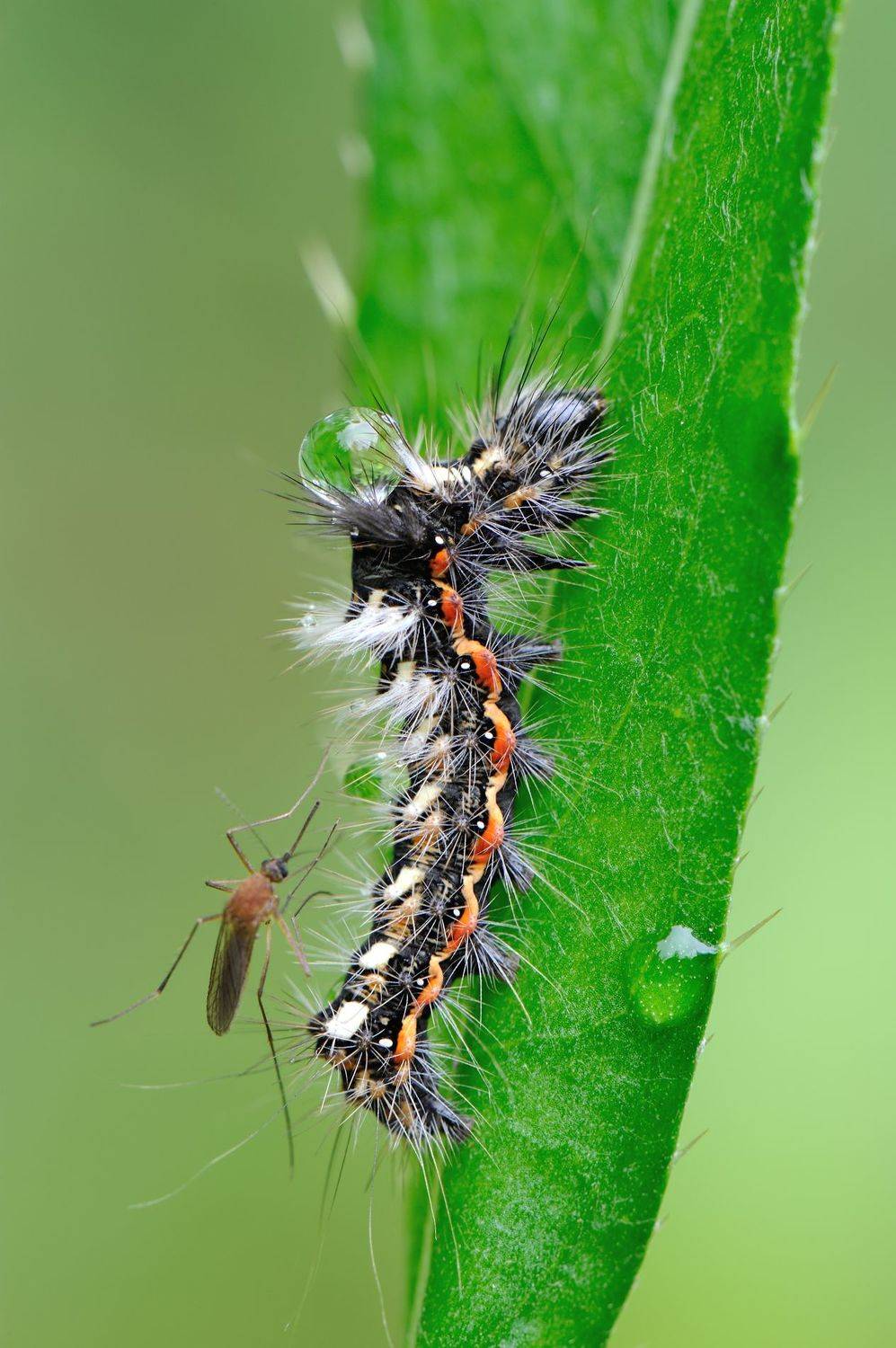 , Чистяков Андрей