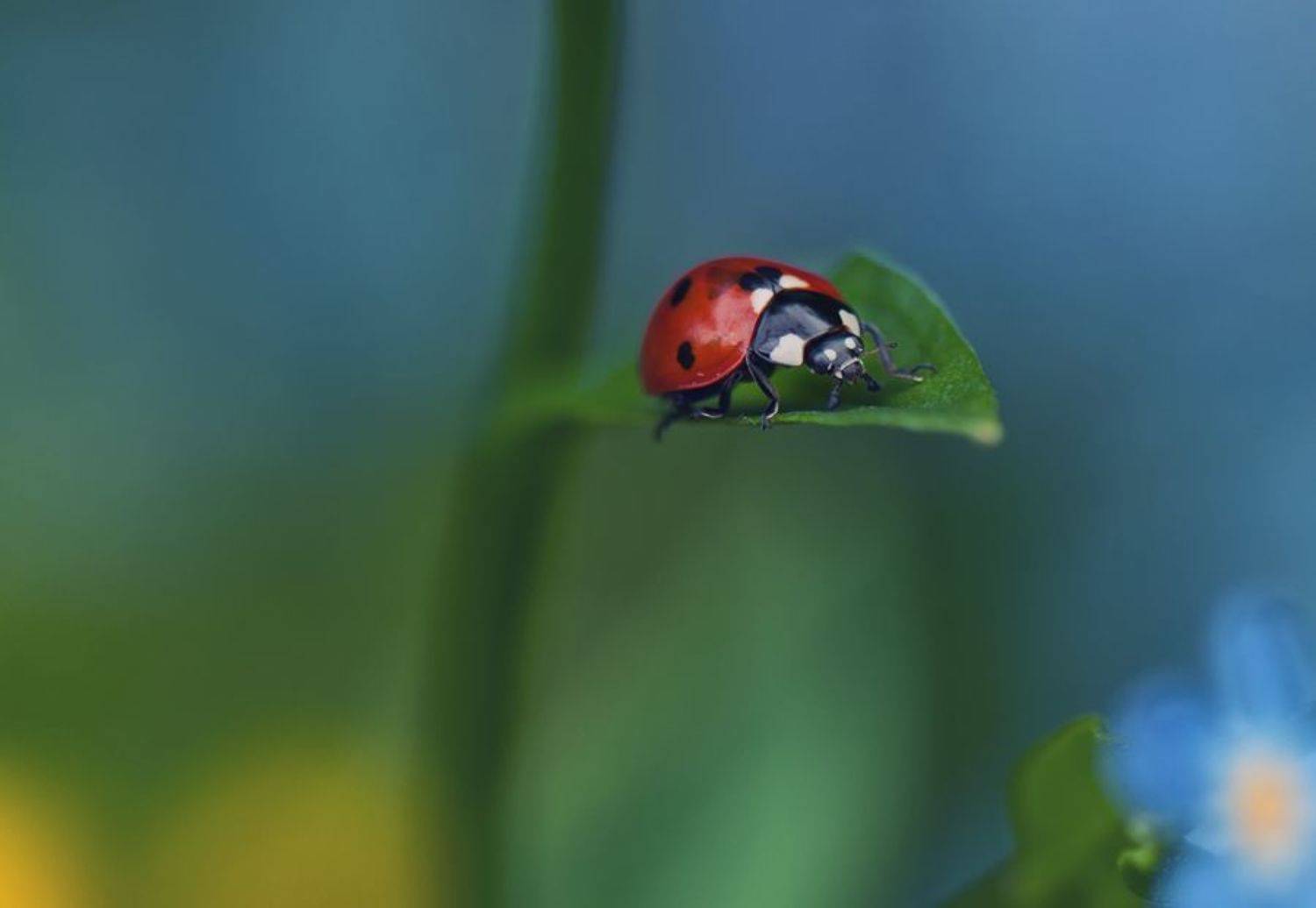 , Герчев Николай