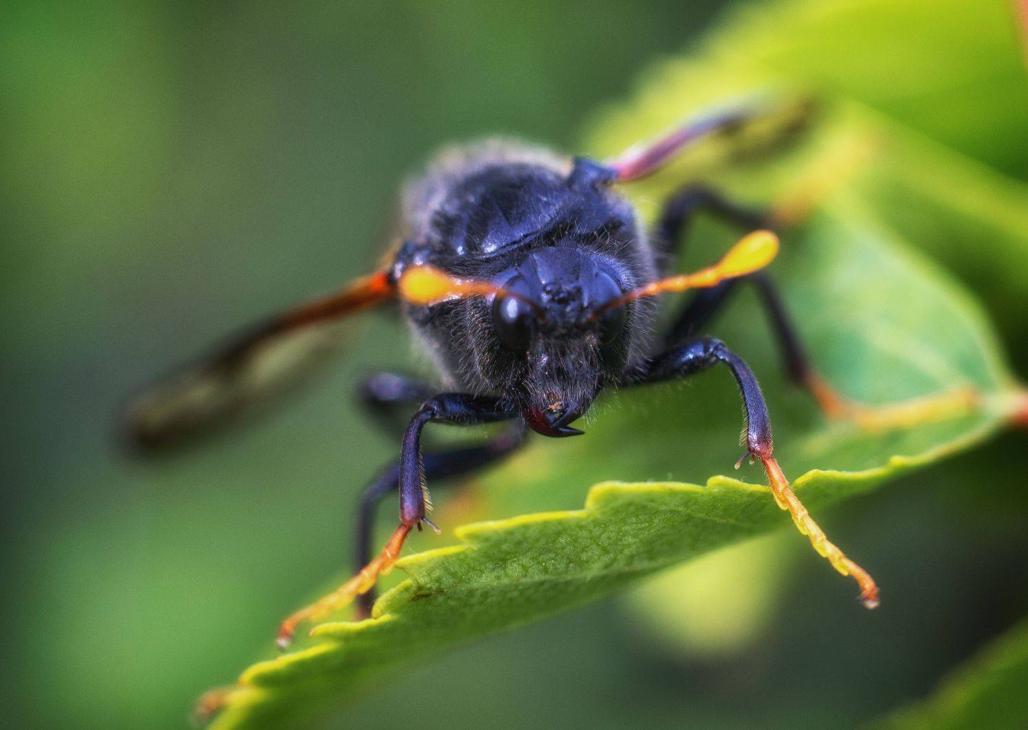 , Чобот Василий