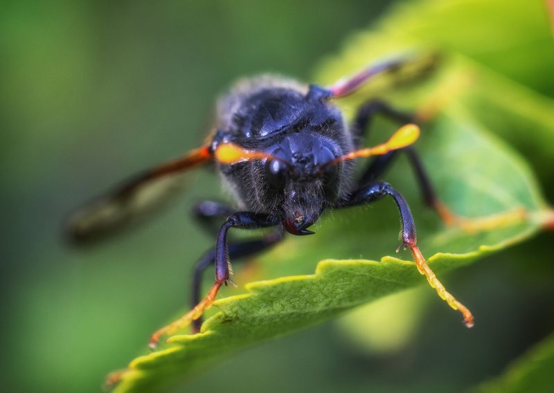 helicopter фото превью