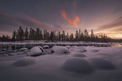 Феникс над Колвицей