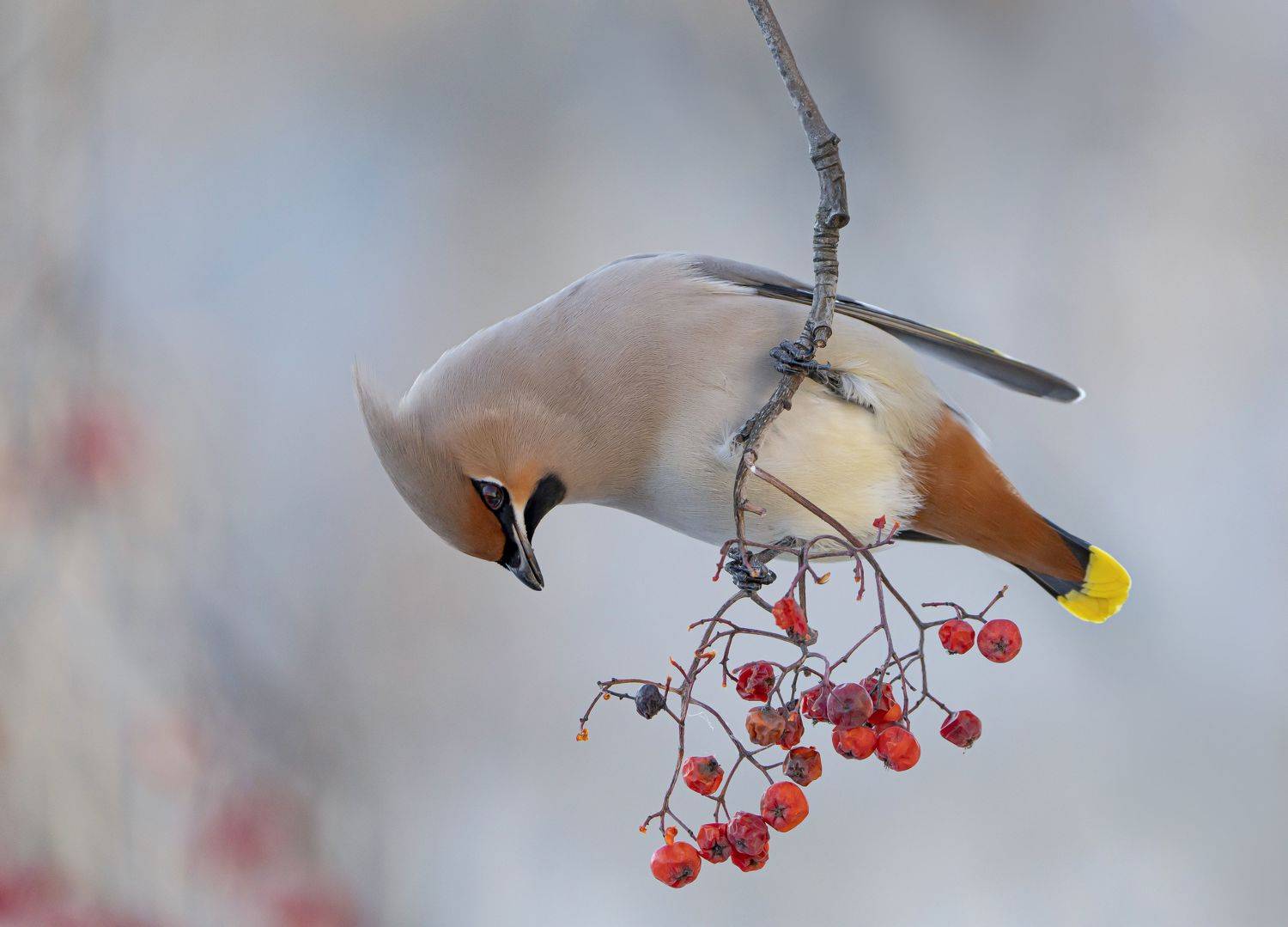 птицы,природа, весна, Андрей Киселёв
